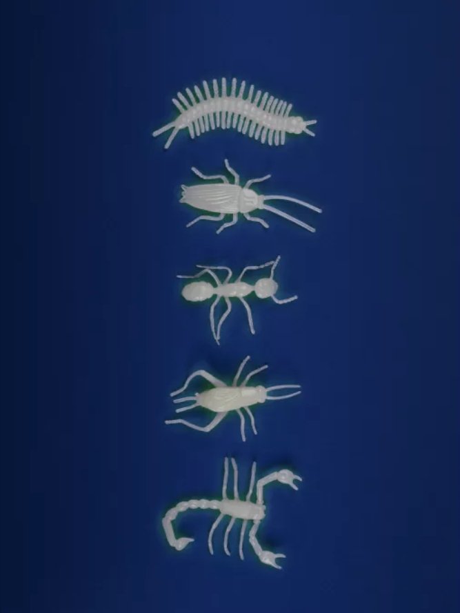 Insectes phosphorescents | MOULIN ROTY