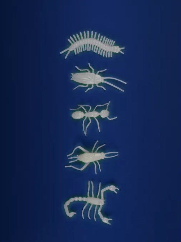 Insectes phosphorescents | MOULIN ROTY