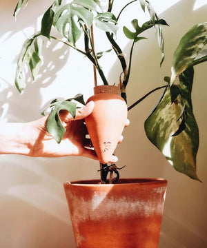 Olla Terracotta | PEPIN