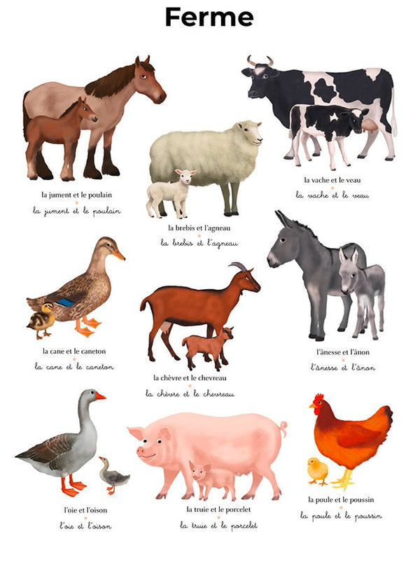 L'imagier géant du Père Castor 'Les bébés animaux' | FLAMMARION
