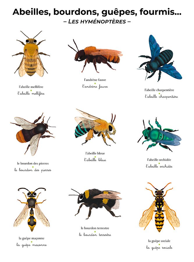 L'imagier géant du Père Castor 'Les insectes' | FLAMMARION