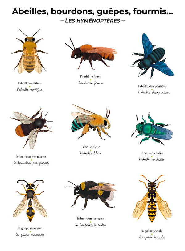 L'imagier géant du Père Castor 'Les insectes' | FLAMMARION