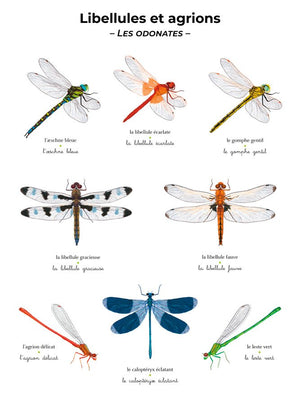 L'imagier géant du Père Castor 'Les insectes' | FLAMMARION