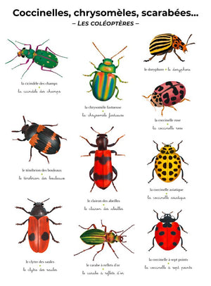 L'imagier géant du Père Castor 'Les insectes' | FLAMMARION