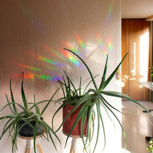 Sticker créateur d'arc-en-ciel 'Slow down and soak it up' | BOTANOPIA