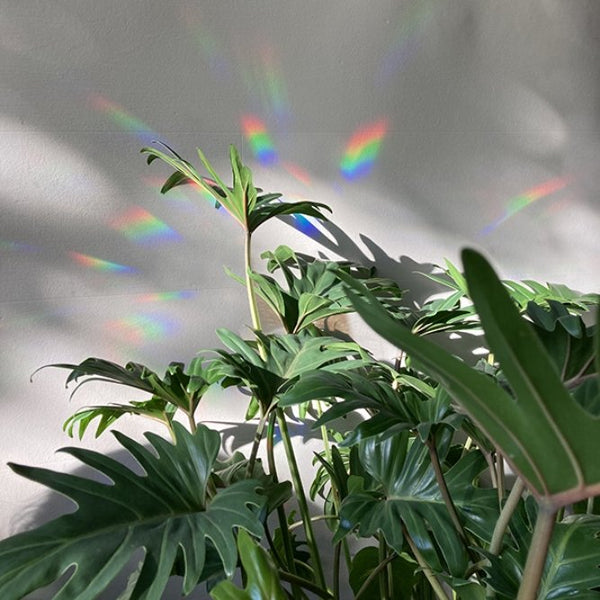 Sticker créateur d'arc-en-ciel 'Slow down and soak it up' | BOTANOPIA