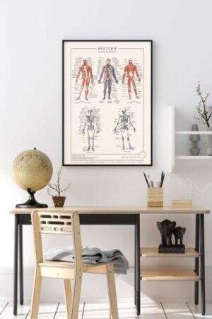 Affiche "Anatomie détaillée" | LES JOLIES PLANCHES