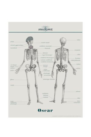 Affiche "Anatomie" | LES JOLIES PLANCHES