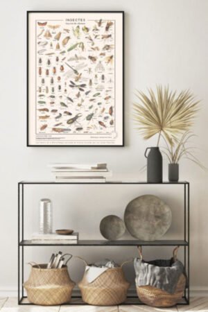 Affiche "Insectes" | LES JOLIES PLANCHES