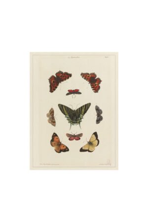 Affiche PM 'Papillons' | LES JOLIES PLANCHES