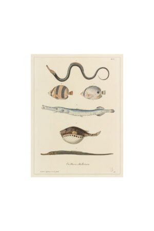 Affiche PM 'Poissons' | LES JOLIES PLANCHES