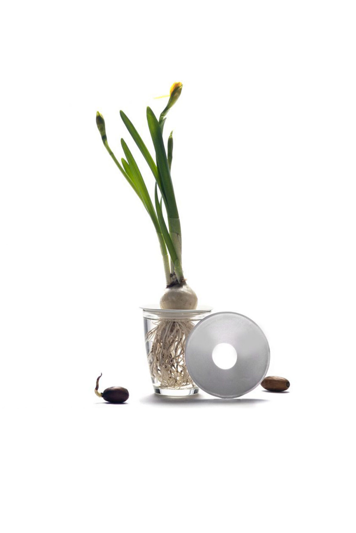 Coupelle de germination L