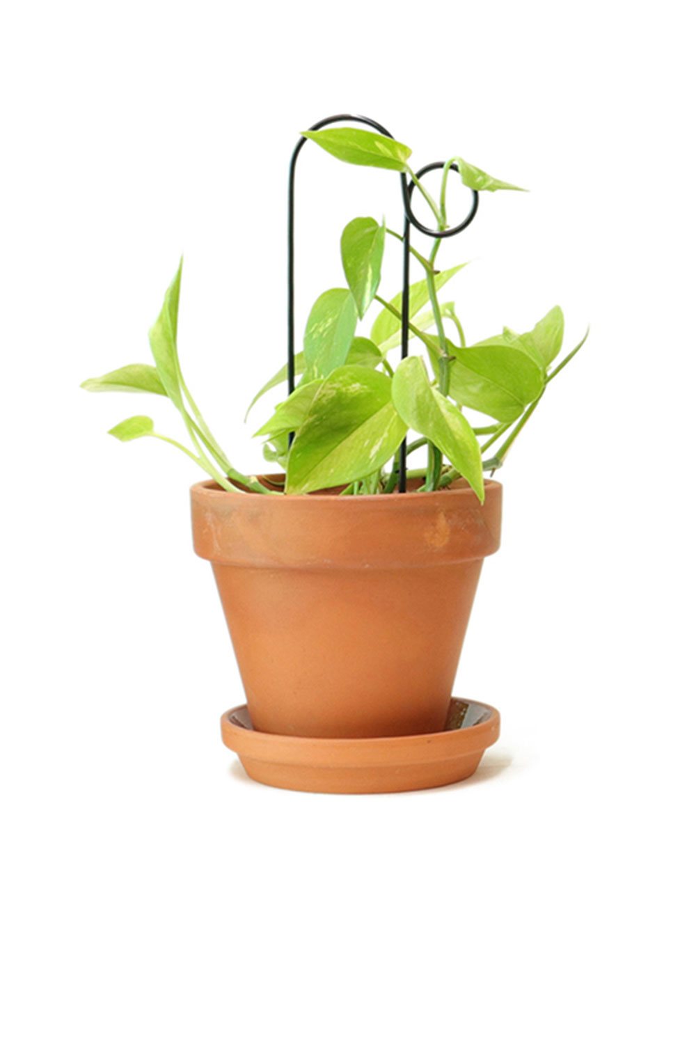 Mini tuteur ‘Bump’ noir | BOTANOPIA