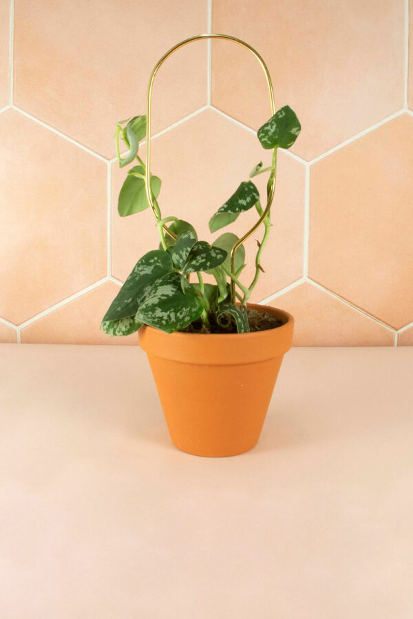 Mini tuteur 'Hoop' doré | BOTANOPIA